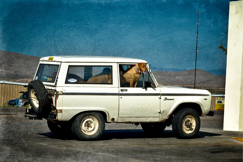 Illustration for article titled The Cutest Pups In Trucks On National Dog Day